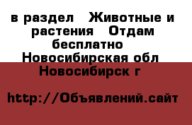  в раздел : Животные и растения » Отдам бесплатно . Новосибирская обл.,Новосибирск г.